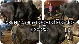 আমার দেখা এবছরের সবথেকে বড় কোরবানির গরু।