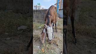 Goat Eating Grass #grass