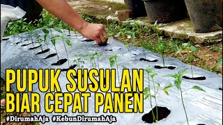 Pemupukan Susulan Cabe Rawit Setan.