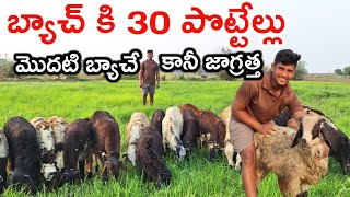 ఎంపికలో తప్పు చేశా first time sheep farming @MalleshAdla