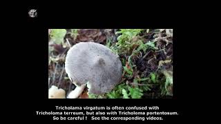 Tricholoma virgatum. Champimaginatis. English Text.