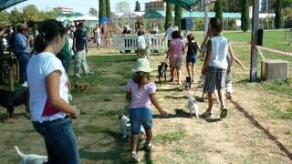 Expo canina 8 settembre 2012