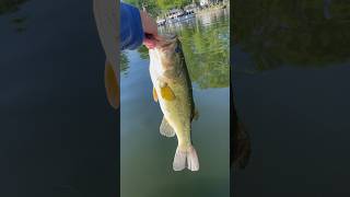 Big bass on a tube