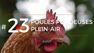 POULES PONDEUSES PLEIN-AIR │LFDT #23