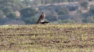 Prede e Predatori / Falco Pellegrino con preda ( Falco peregrinus )