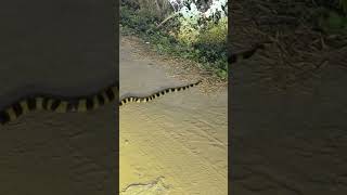 Venomous Snake Banded Krait in front of IISER BERHAMPUR Hostel road || The Phd Vlogger