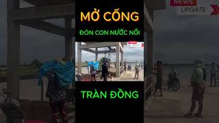 Mở cống, chính thức đón con nước nổi tràn đồng ở đầu nguồn #shorts #tintuc #tintrongnuoc #tinthoisu