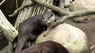 Spielende Fischotter Babys im Zoo am Meer Bremerhaven 16.7.11