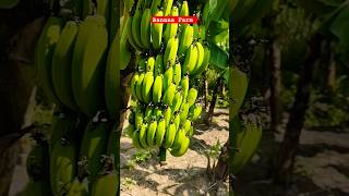 Banana Farm #shorts #short #youtubeshorts #shortsvideo #subscribe #viralshort #instagram #trending