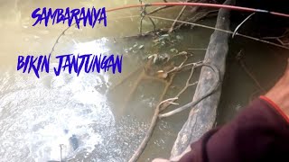 Tarikanya Nggak Umum ll Strike Ikan Toman Bikin Jantungan