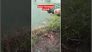 baramundi/kakap putih tambak @djviralindonesia60