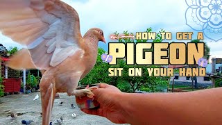 How to Get a Pigeon to Sit on Your Hand Instantly | Easy Tips for Bonding with Birds #pets #pigeon