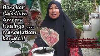 Bongkar dan langsung pindahkan Caladium Ameera l isinya buat kaget!!