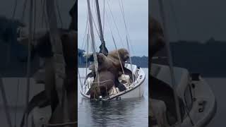 These elephant seals took over the boat 😃🤣 #amazingfacts #amazingnature