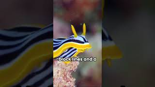 Chromodoris lochi 🦃🐞🐝🦅