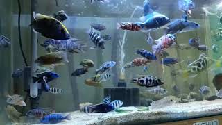 ikan cichlid aman dicampur di satu tank