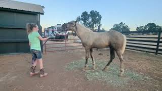 Dakota and Taffy, at 3.5 months old, Kristi keeping up with their leading