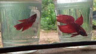 Longtail betta breeding pair