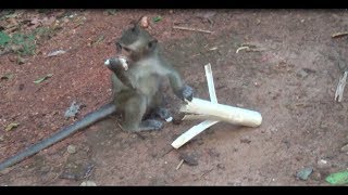 Amazing Funny Angkor Wat Cambodia Monkeys Eating Bamboo