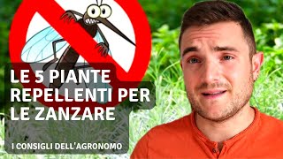 LE 5 PIANTE REPELLENTI PER LE ZANZARE