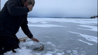 Coming out tail first! Ice fishing for lake trout on Moosehead