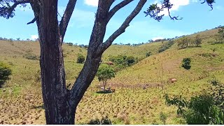 🌾 CORTANDO CANA / TOCANDO O GADO / Lindas Paisagens