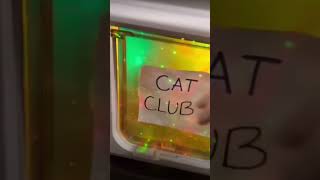 Cats club 🙏🏽😺 #funny  #shorts