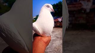 Kaldom kabootar video 🔥 #bird #shorts #pigeon #kabootar