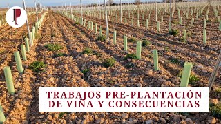 Trabajos pre-plantación de viña y consecuencias