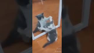 Cat Fighting A Mirror #shorts