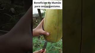 Benefícios do Mamão para seu organismo. #shortvideo #remédios #dicasnaturais #remedionatural