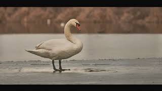 Swans: The Most Beautiful, Yet Horrific, Wildlife Photography