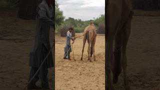 أهل صحراء ثار يعملون على الإبل هكذا في الصباح😱😱#shortvideo #animals #desertcamel