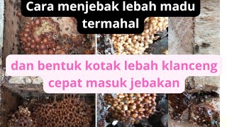 cara gampang simpel menjebak lebah madu termahal