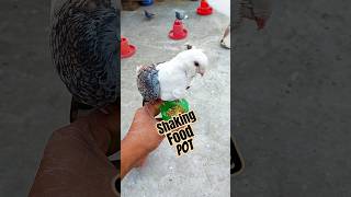 Shaking Food Pot Brings Pigeon to My Hand #pigeon #kabutar #pets #shorts