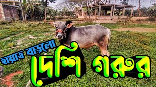 আমাদের দেশি গরু কম সুন্দর না || Purbasha Agro