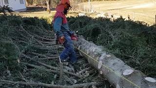 Jonsered 2171chain saw- big tree 17m omkrets 69cm part 2