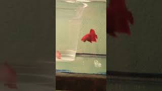 Super red plakat betta breeding pair.