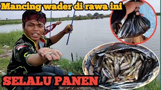 Selalu Panen Mancing Wader Lunjar Di Rawa Ini