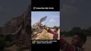 Changeable hawk Eagle training | Abir birds