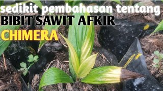 Bibit kelapa sawit AFKIR CHIMERA