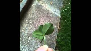 Our first 5 leaf clover