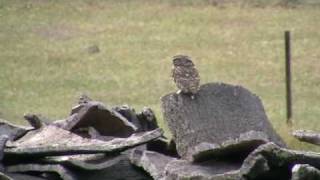 Chevêche d'Athéna  (Athene noctua)