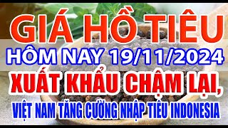 Giá tiêu hôm nay 19/11/2024: xuất khẩu chậm lại, Việt Nam tăng cường nhập tiêu Indonesia