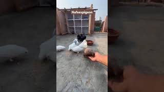 Pigeon hand feeding #shorts #bird #kabutar #viralvideos #nabeelpigeons