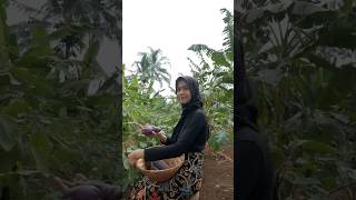 Gadis desa cantik #shortvideo #shorts #gadisdesabanten