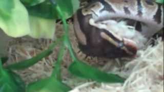 ball python feeding for the first time