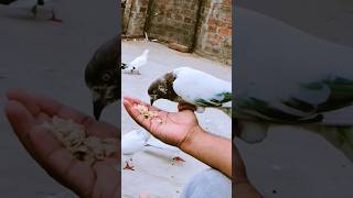 viral pigeon #shorts #viral #kabootar #pigeon #nafeespigeon