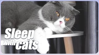 Extremely Soothing Therapeutic Music for Cats - Relax Your Cat!