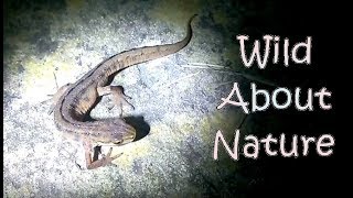 Wildlife Gardening In March - Killer Newts & Desperate Frogs